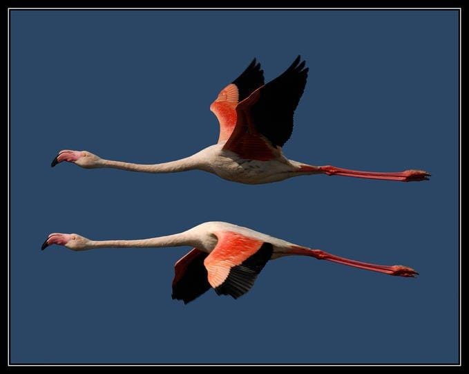 Авиамодель «Поларис» или «Розовый фламинго»