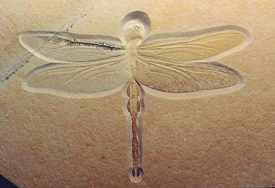 Две стрекозы из толстой ветки, упавшей с дерева